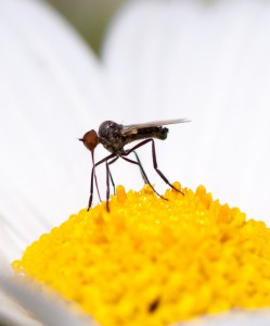 Insect on Flower