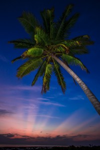 Sunset under a Palm