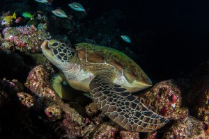 Turtle on the Reef