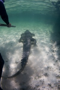 Crocodile  - Banco Chinchorro, Yucatan