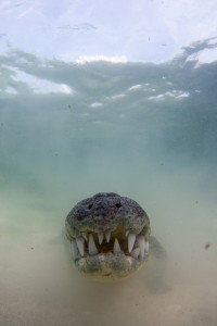 Crocodile Nose  - Banco Chinchorro, Yucatan