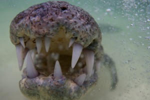 Crocodile Close Up  - Banco Chinchorro, Yucatan
