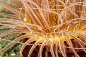 Anemone Closeup