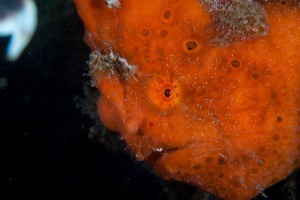 Frogfish (Red)
