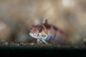 Goby Closeup
