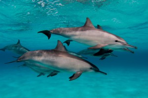 Dolphins - Sataya
