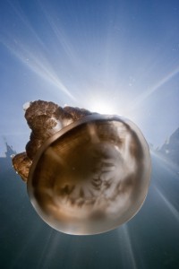Jellyfish - Jellyfish Lake Palau