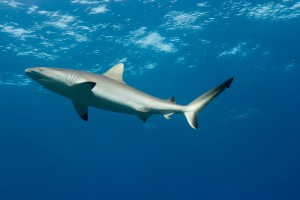 Blacktip Shark - Yap